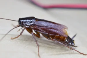 Najezda žohara zabrinula građane Broda